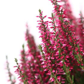 Heideblüte