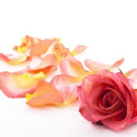 Hibiskus-Rose