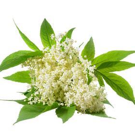 Holunderblüte