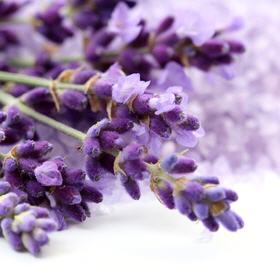 Lavendel
