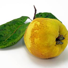 Scheinquitte