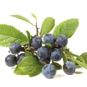 Schlehe mit Apfel