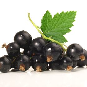 Schwarze Johannisbeere
