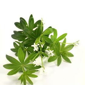 Waldmeister