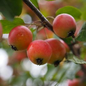 Zierapfel